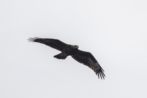 European Honey-buzzard