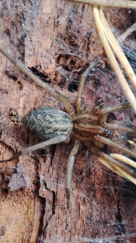 Hobo Spider