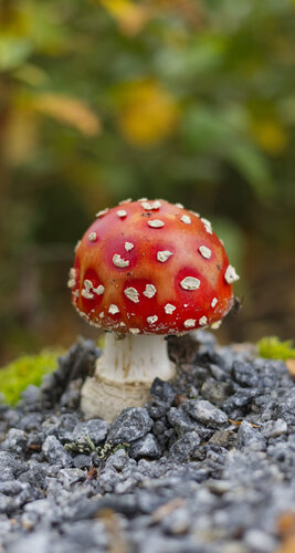 Fly Agaric