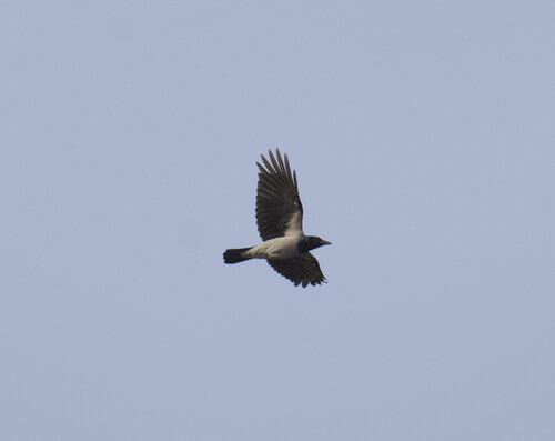 Hooded Crow