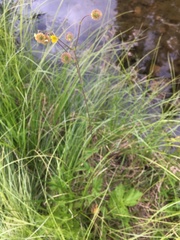 Geum macrophyllum perincisum