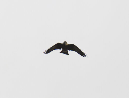 Eurasian Jackdaw