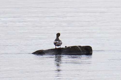 Common Merganser