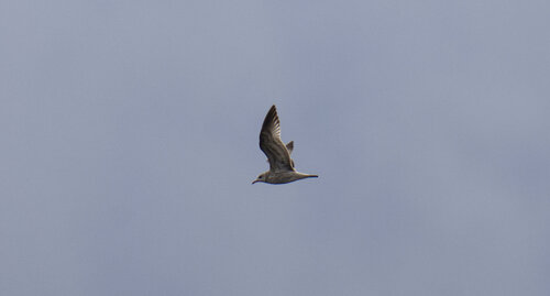 Common Gull