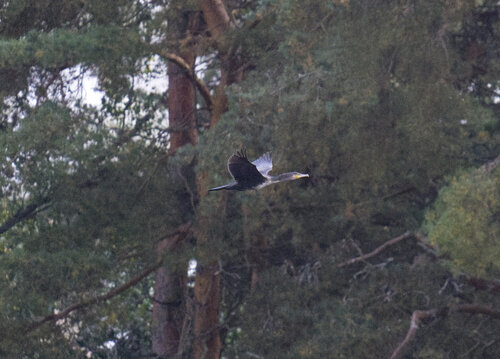 Great Cormorant