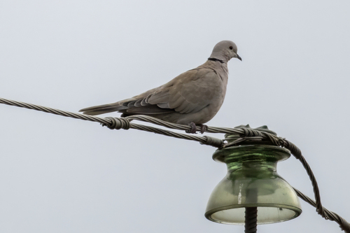 Eurasian Collared-Dove