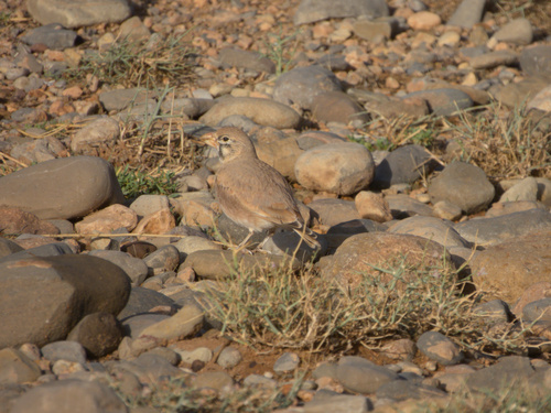 Thick-billed Lark