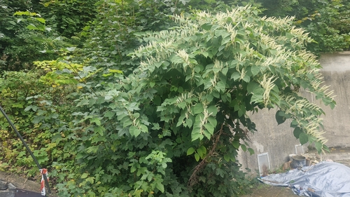 Japanese knotweed