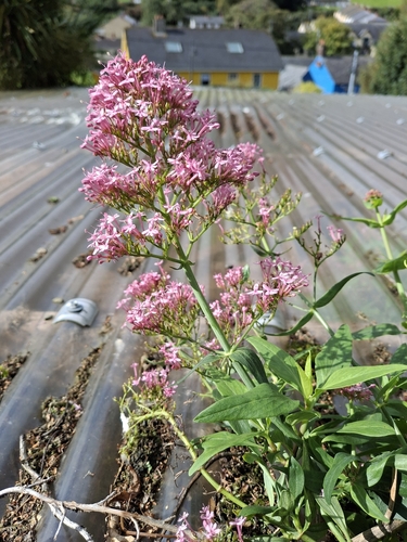 Red Valerian