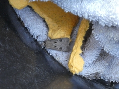 Agrotis exclamationis