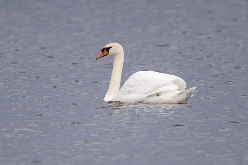 Mute Swan