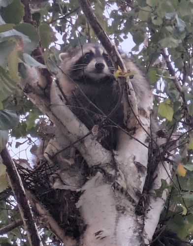 Common Raccoon