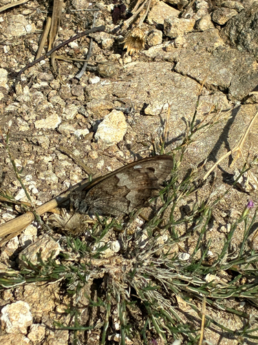 Tree Grayling