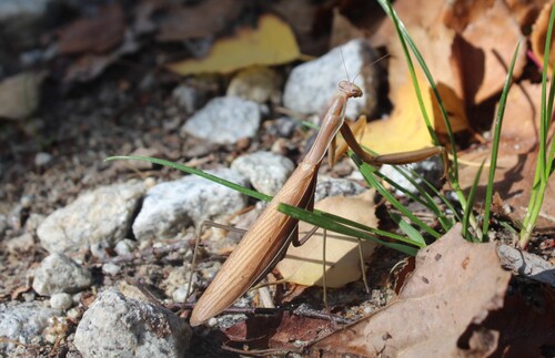 European Mantis