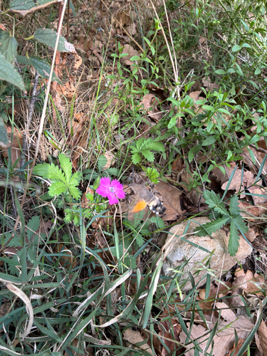Eurasian Hummingbird Hawkmoth