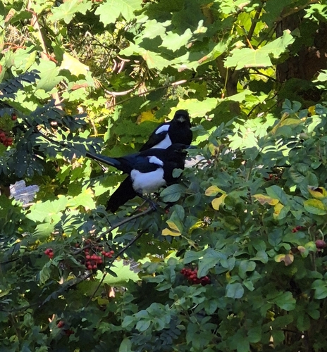Eurasian Magpie