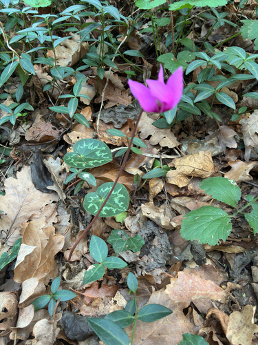 European Cyclamen