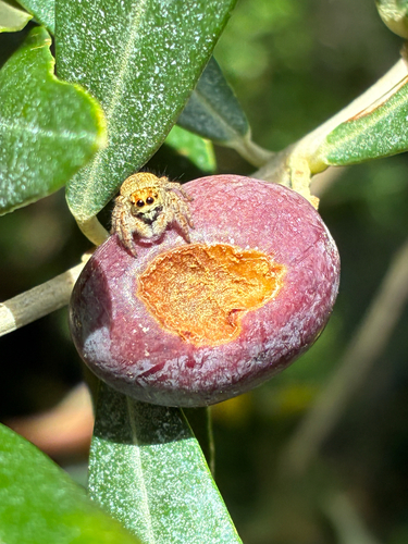 Carrhotus xanthogramma