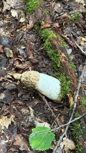 common stinkhorn