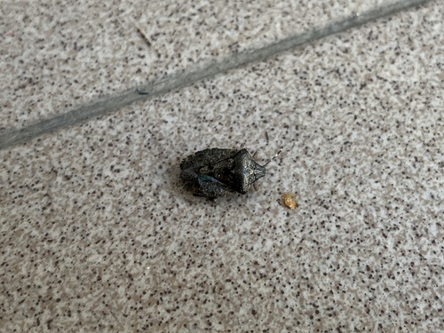 Mottled Stink Bug