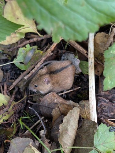Striped Field Mouse