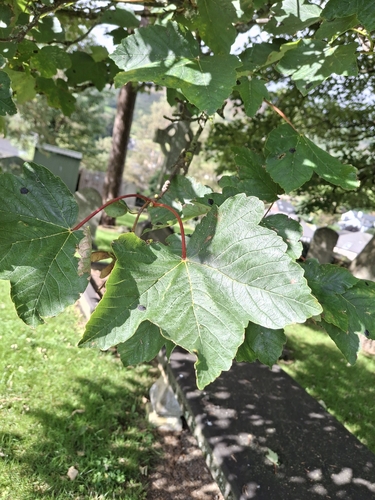 sycamore maple