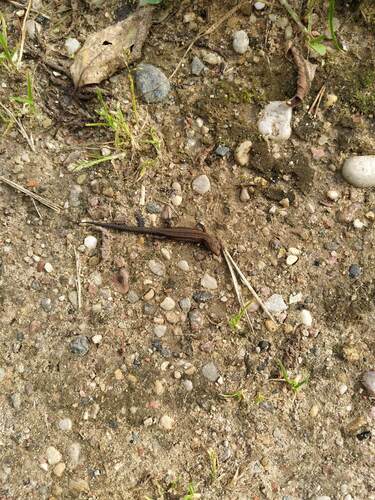 Viviparous Lizard