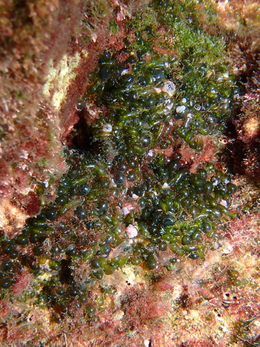 Valonia utricularis observed 2026-09-21