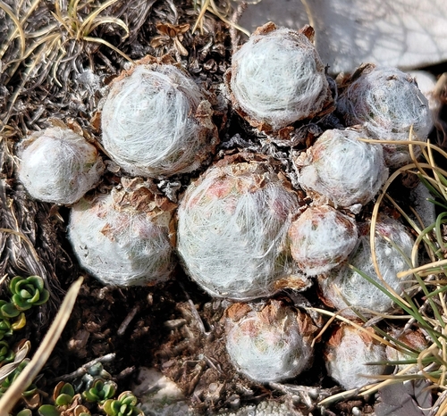 Cobweb Houseleek