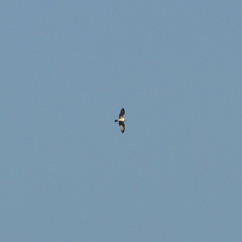 Osprey