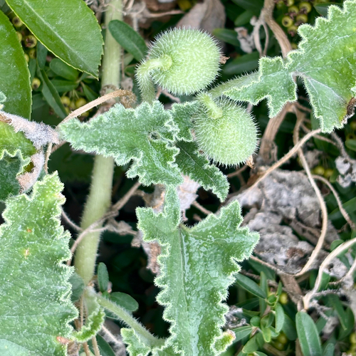 squirting cucumber