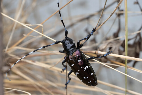 Asian Longhorned Beetle