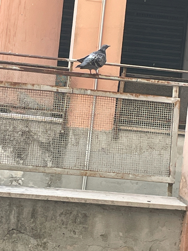 Feral Pigeon