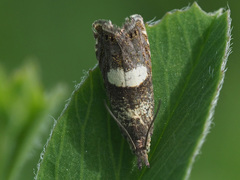 Dichrorampha sequana