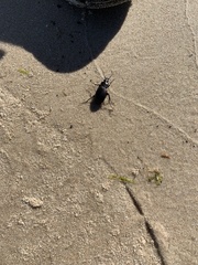 Carabina