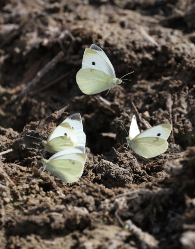 Small White