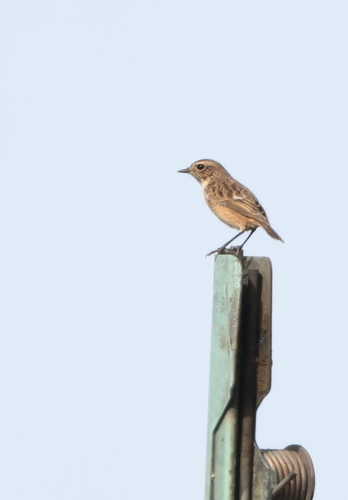 European Stonechat
