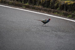 Phasianus versicolor