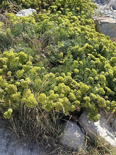 rock samphire