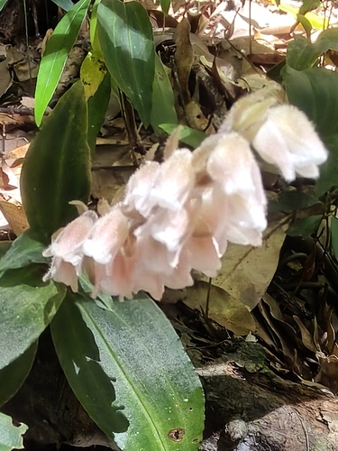 Goodyera foliosa (Goodyera foliosa)