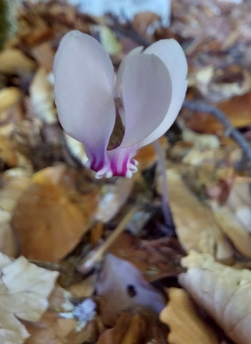 Ivy-leaved cyclamen