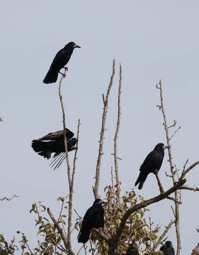 Rook