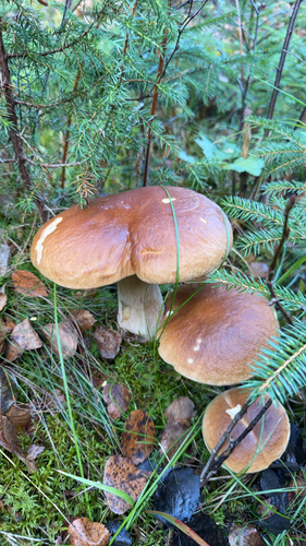 King Bolete