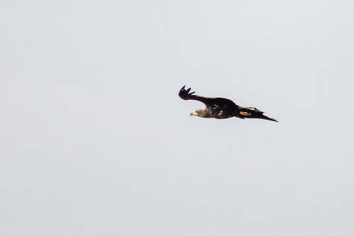 White-tailed Eagle