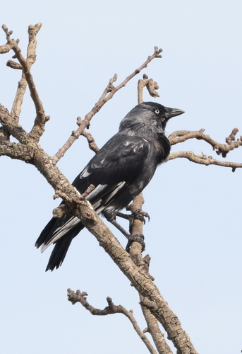 Eurasian Jackdaw