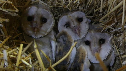 Western Barn Owl