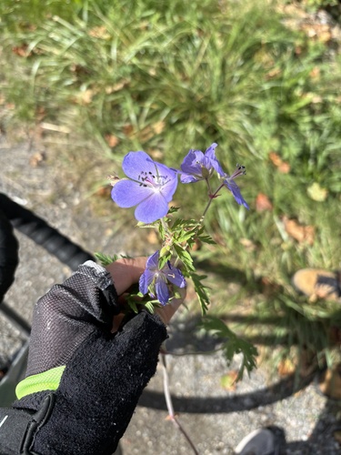 Meadow Crane's-bill