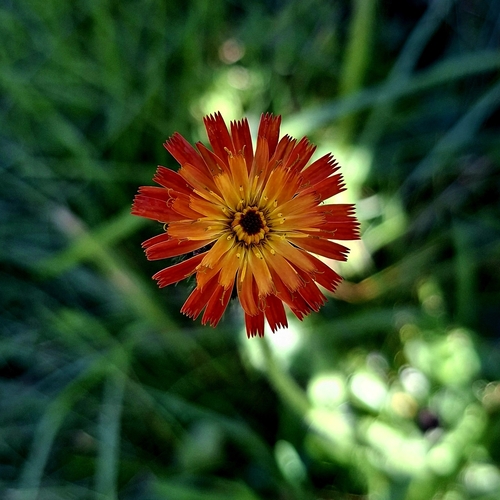 orange hawkweed