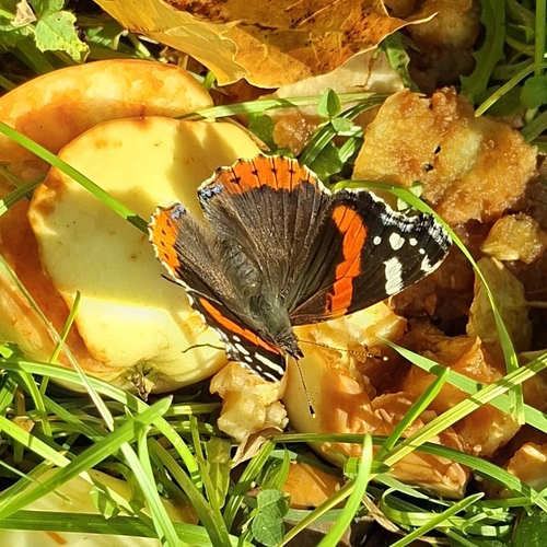 Red Admiral