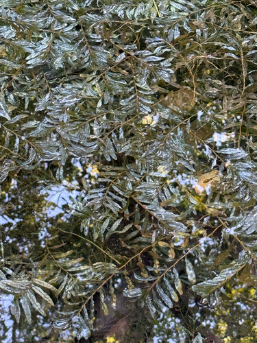 Potamogeton crispus, photograph 6